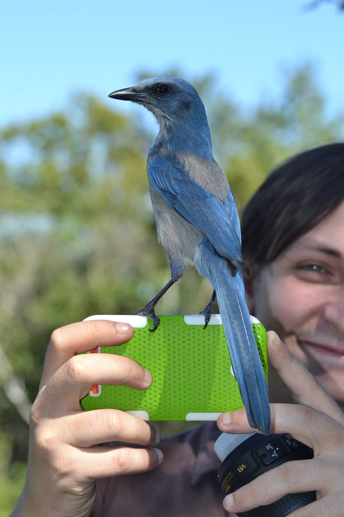 florida scrub jay