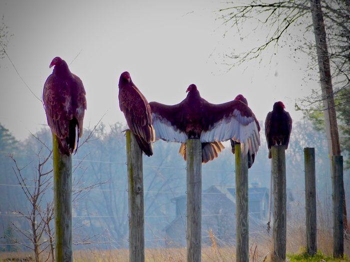 turkey vulture bird