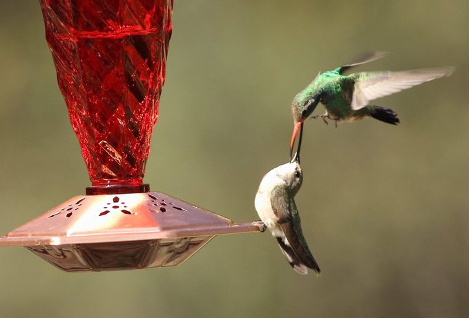 arizona hummingbirds