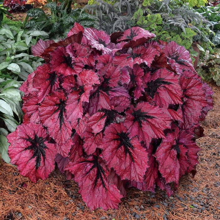 Begonia T Rex Ruby Slippers 1