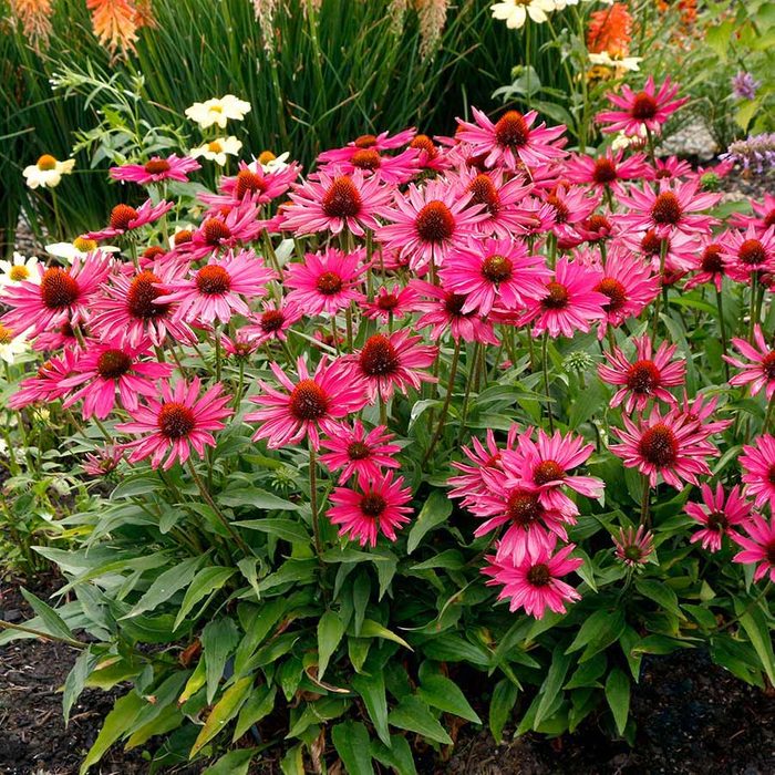 magenta flowers Echinacea Kismet Raspberry 6