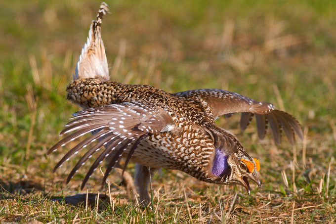 Grouse