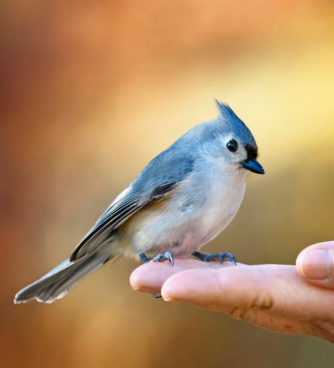 Tufted Titmouse Posing In Hand At Elizabeth Morton