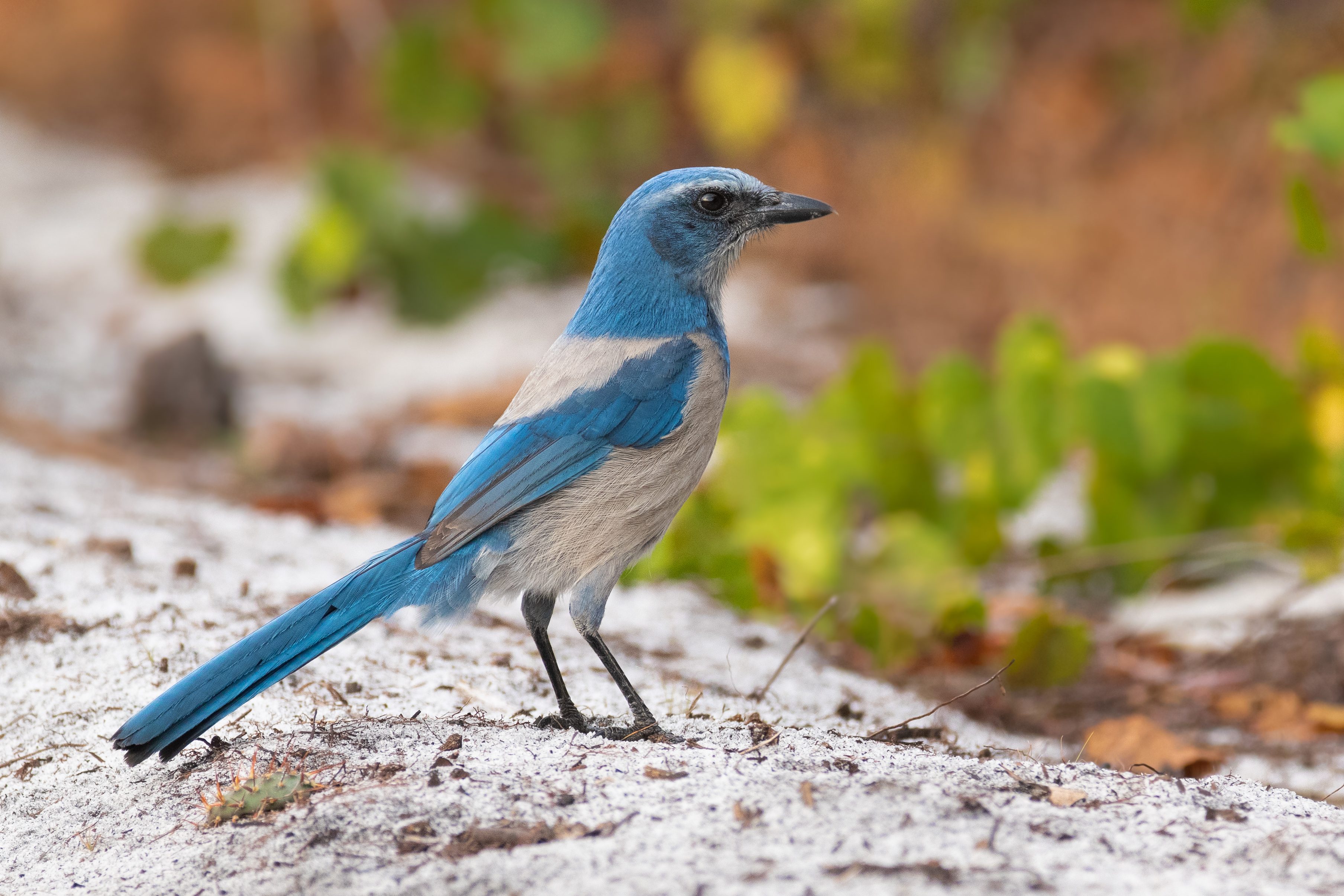 Florida Scrub Jay
