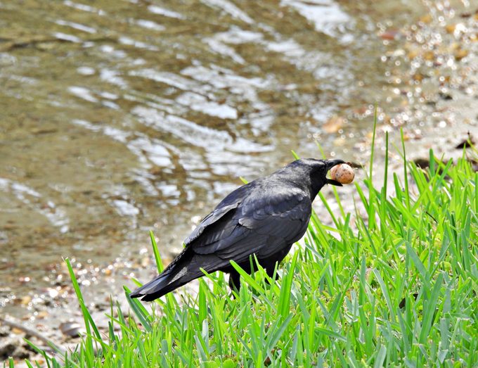 Fish Crow (Corvus ossifragus) carrying an egg