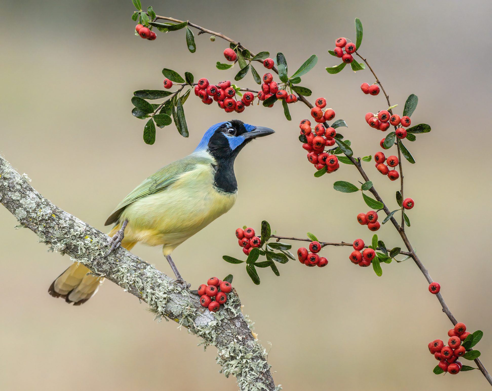 green jay McAllen, Texas, United States