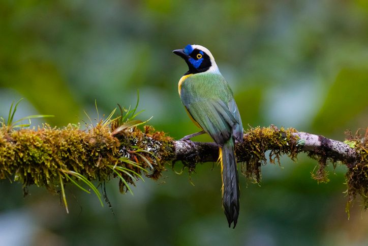 Green Jay also known as Inca Jay
