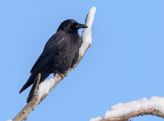 Fish Crow