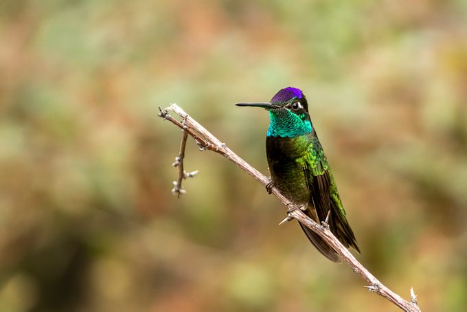 Rivoli's Hummingbird male