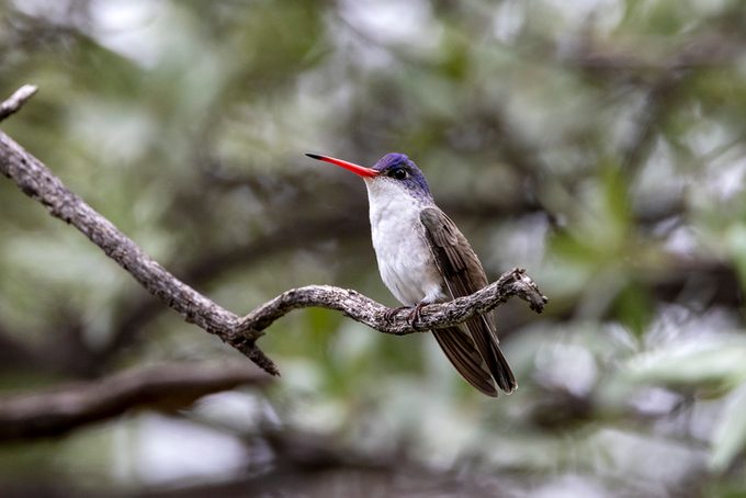 Violet-crowned Hummingbird