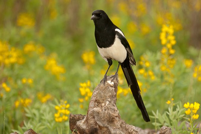 Black-billed Magpie