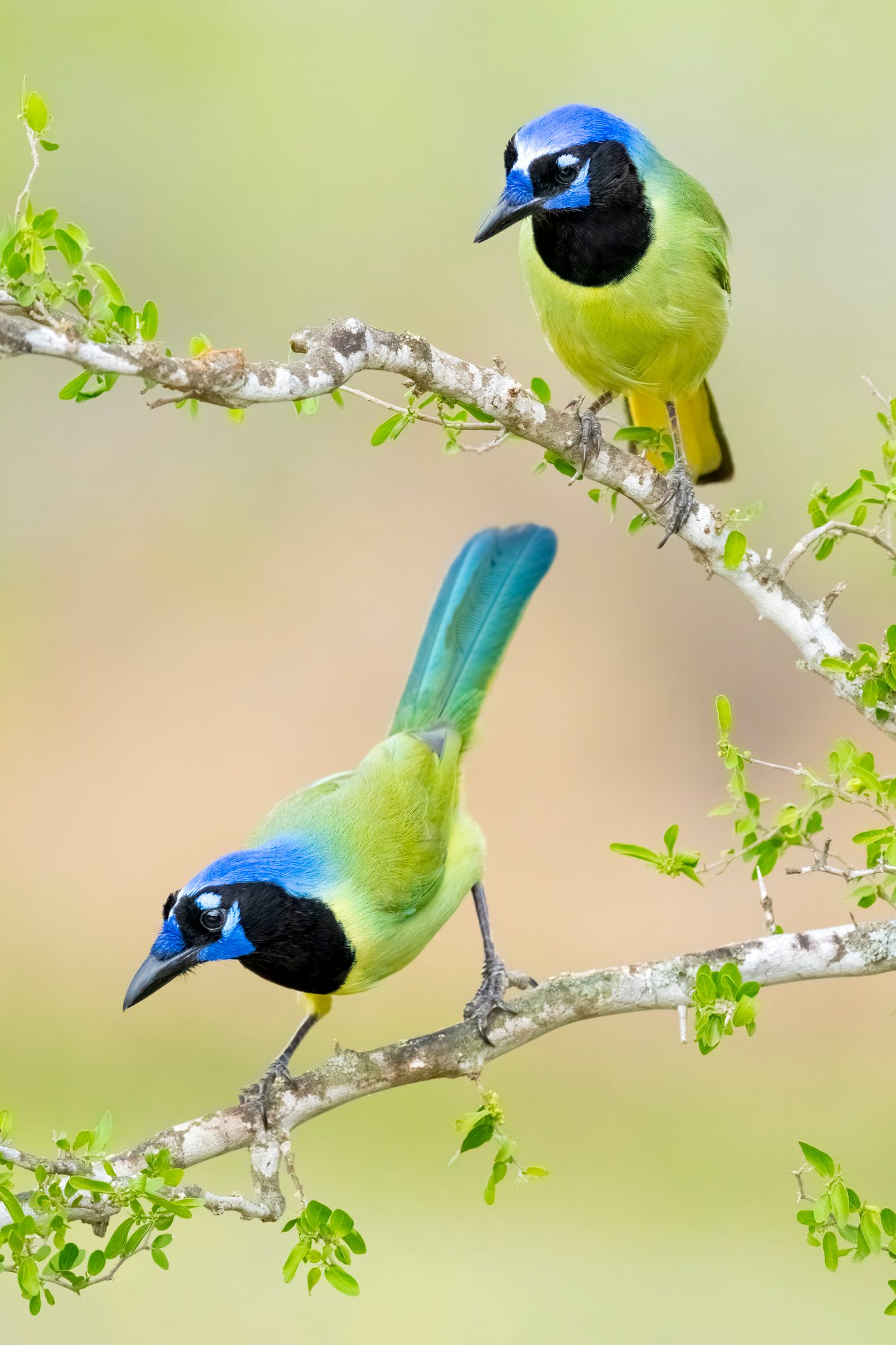 Green Jays