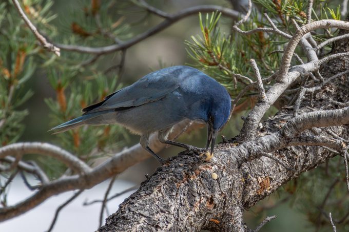 The pinyon jay Gymnorhinus cyanocephalus eating food in the tree,Grand Canyon Village,Arizona,United States,USA
