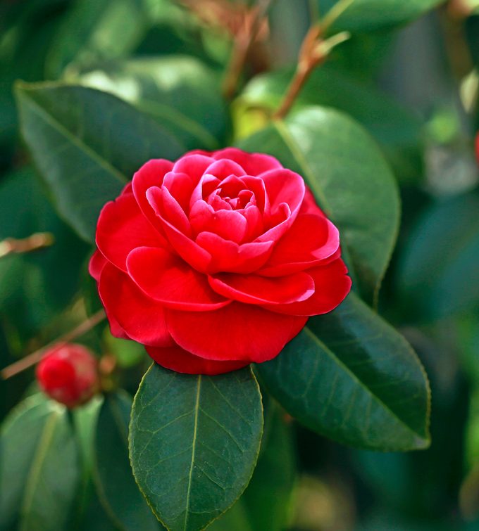 Camellia