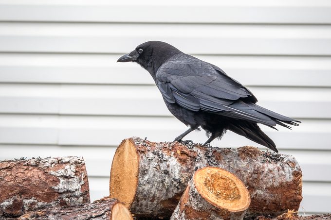 American Crow