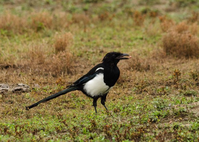 Dining Magpie