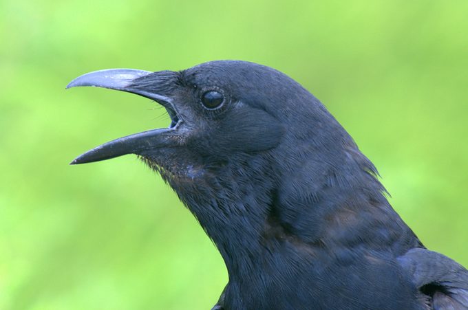 Fish Crow