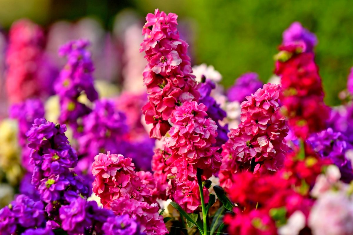 Matthiola Incana / Stock Flowers