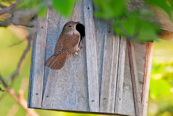 bird courtship rituals