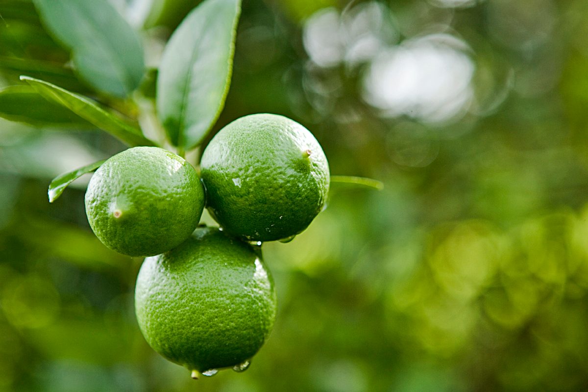 Lime Terryjalcorninc