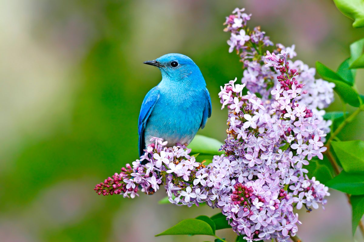 Mountain Bluebird Bmb0032