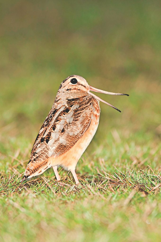 American Woodcock Calling Peent During Spring Courtship. Image Shot 03/2011. Exact Date Unknown.