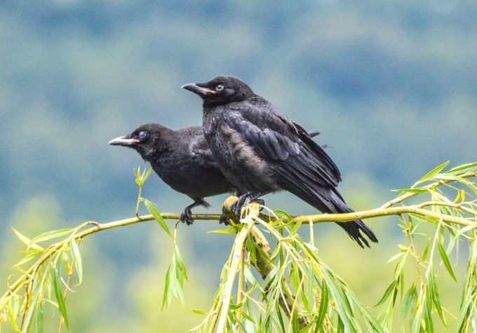 baby crow