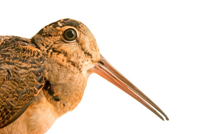 American Woodcock, Scolopax Minor, At Wildcare In Noble, Oklahoma.