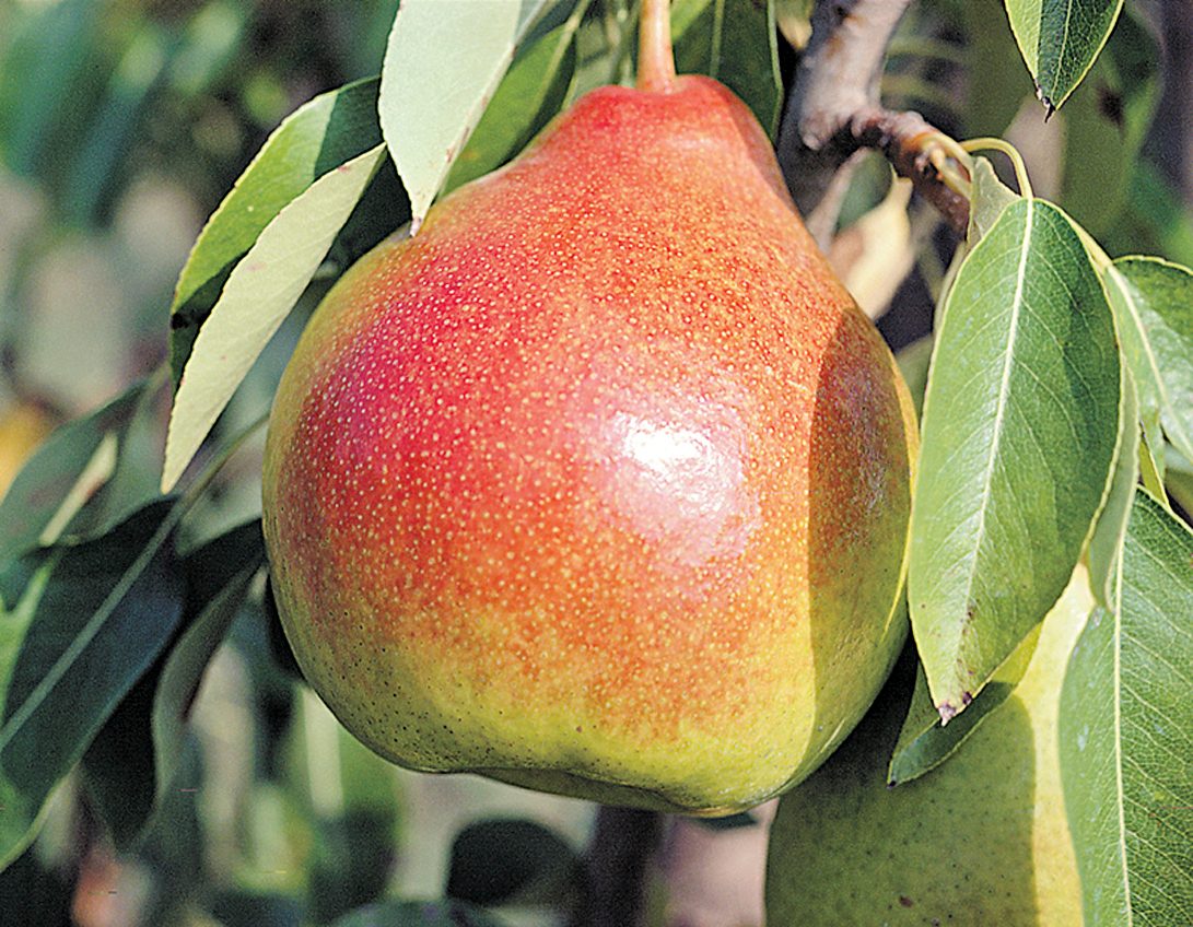 Pear Startbronurseries