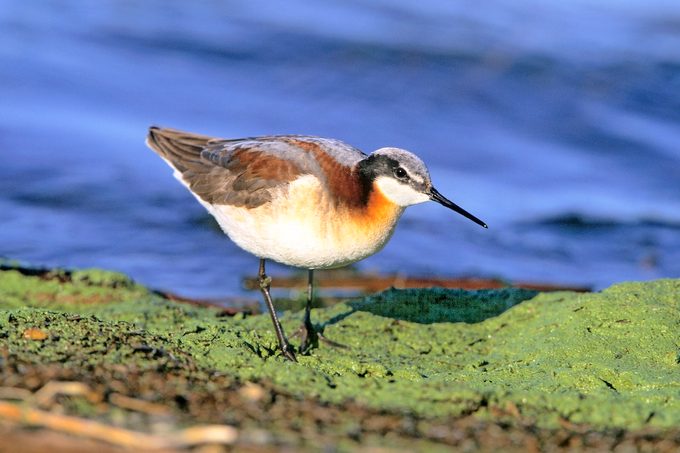 Phalarope, bird mating rituals