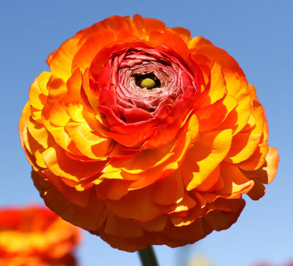 Ranunculus