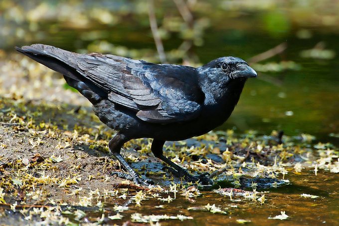 Schumacher Americancrowpon1jbmay202015, corvid