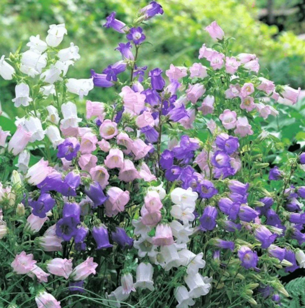 canterbury bells