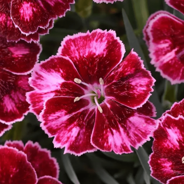 dianthus ruby glitter