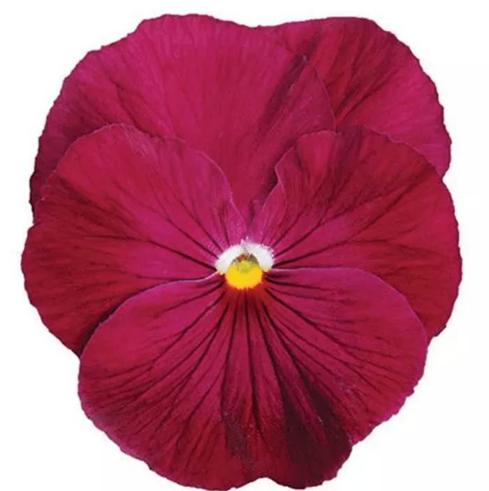 rose pansy