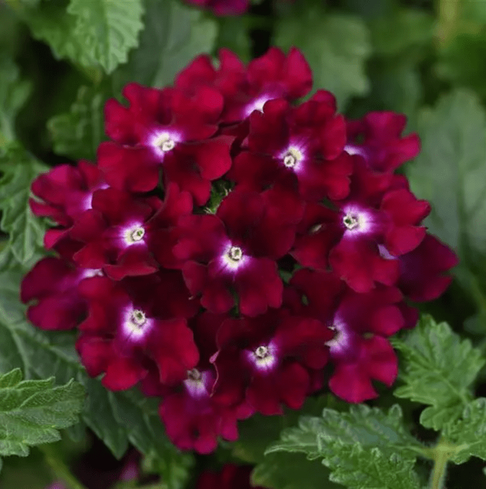 lascar verbena