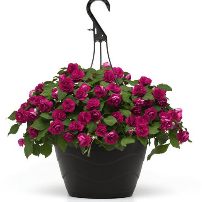 glimmer burgundy double impatiens
