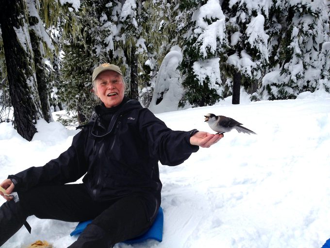canada jay