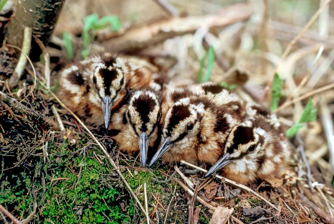 Woodcock 4young D 1571