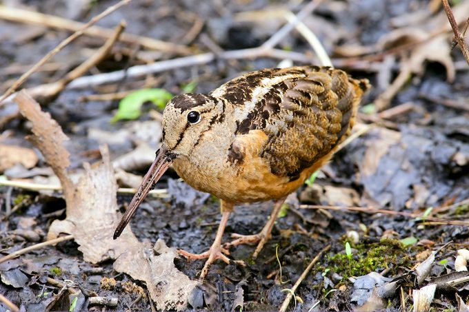 american woodcock