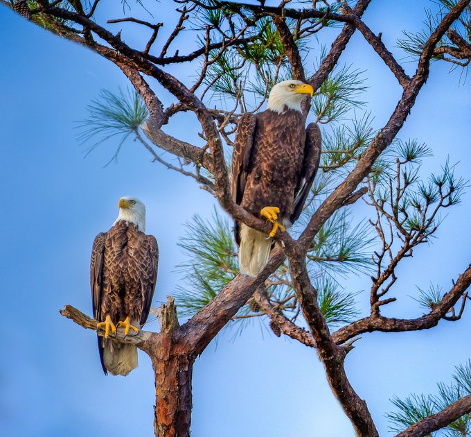bald eagles