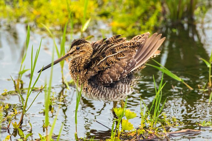 Snipe 6867highres (1)
