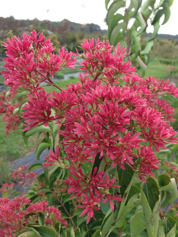 magenta flowers Temple Of Bloom Heptacodium Fall Color
