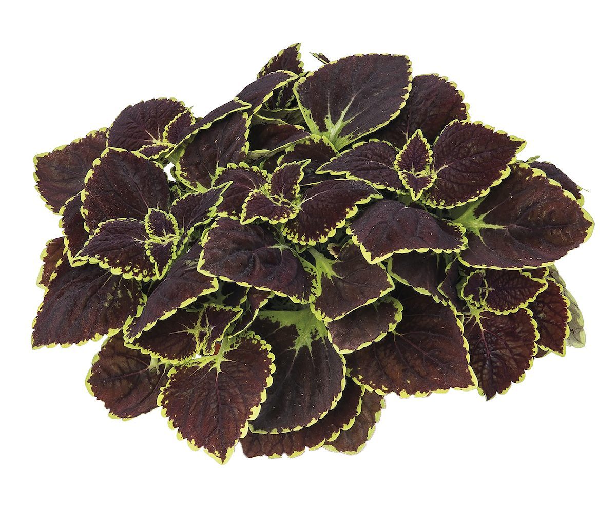 coleus varieties