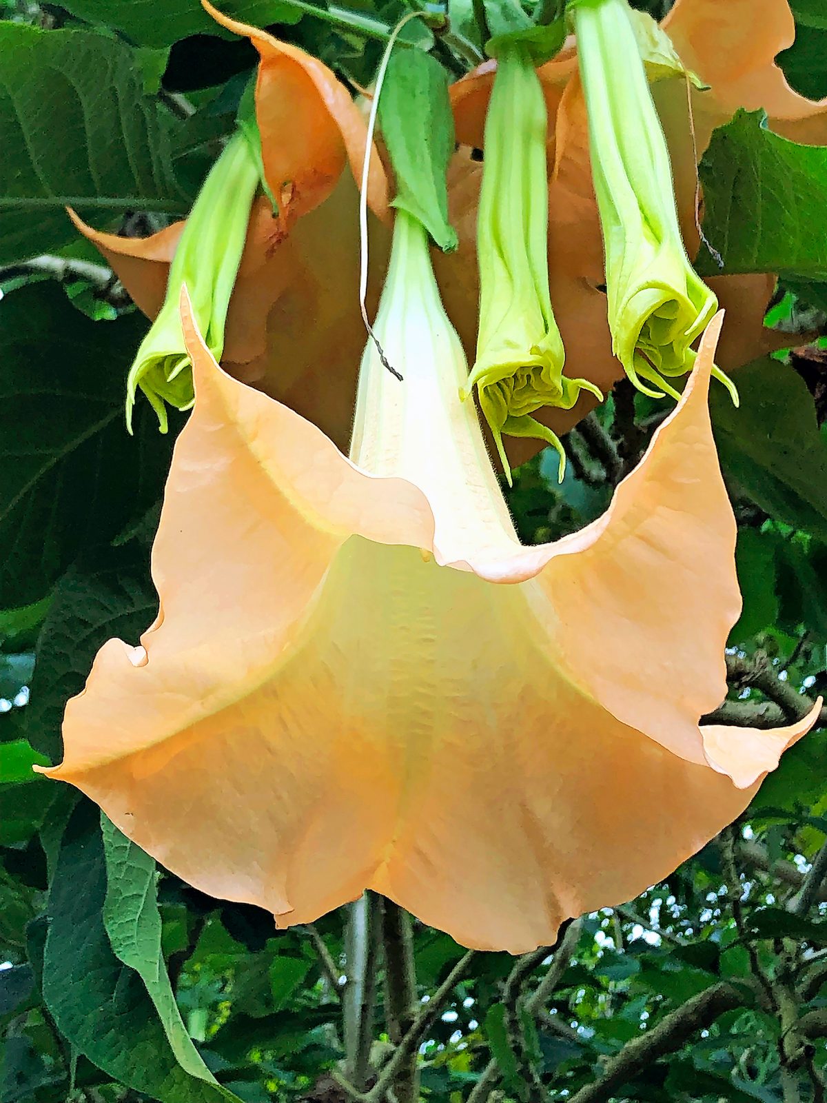 14 Bbxmar23 Annecuthbert, brugmansia