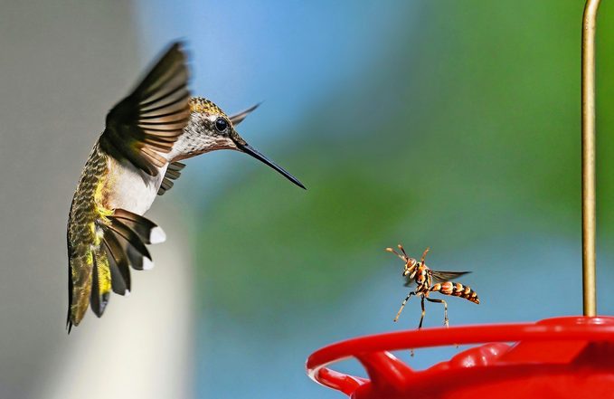 hummingbird predators