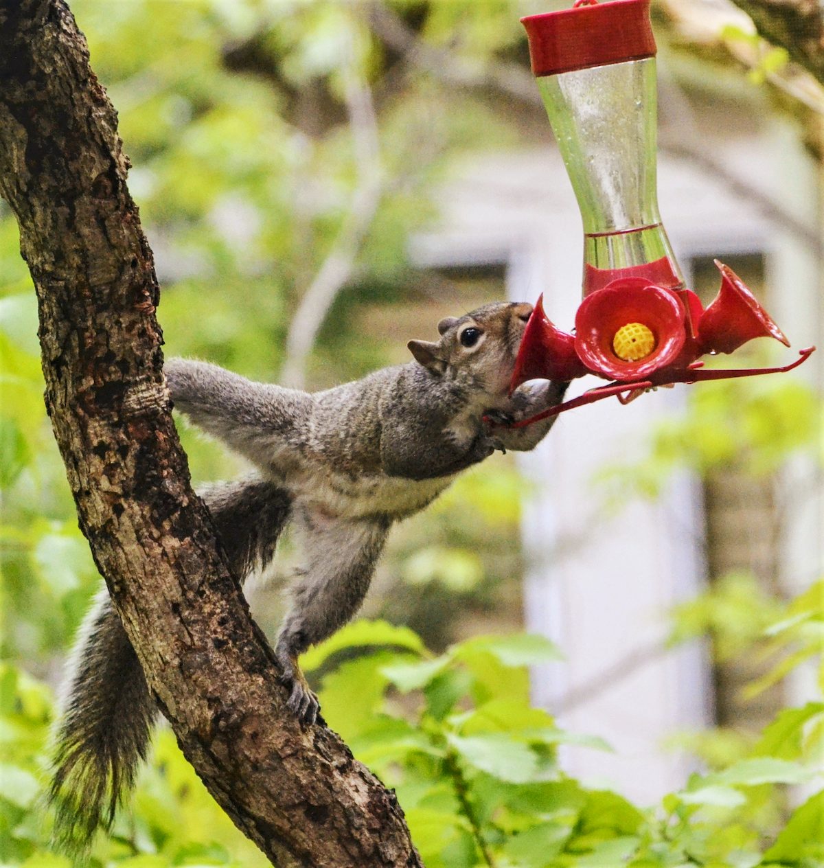 hummingbirds not coming to feeders