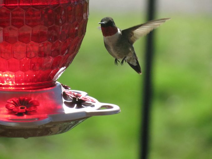 when to put out hummingbird feeders