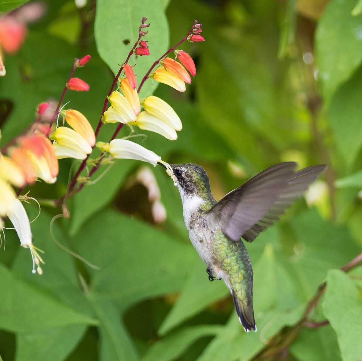 nectar plants