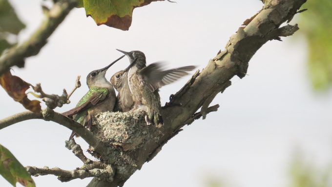 ruby-throated hummingbird range
